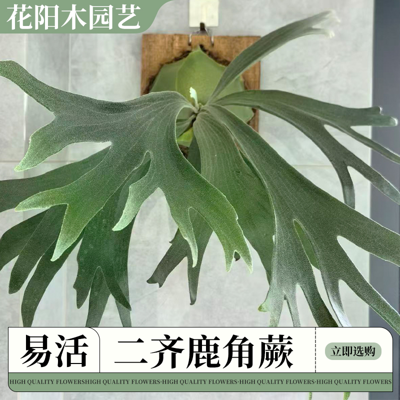 二歧鹿角蕨上板悬挂墙面绿植耐热多年生室内观叶盆栽