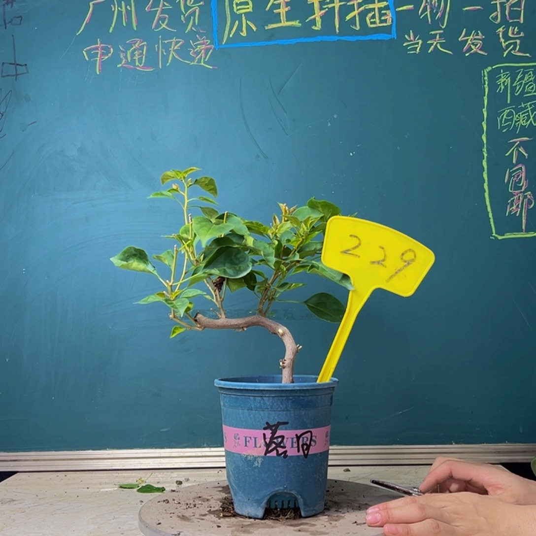 当前无花栽培后可以开花落日 造型 229