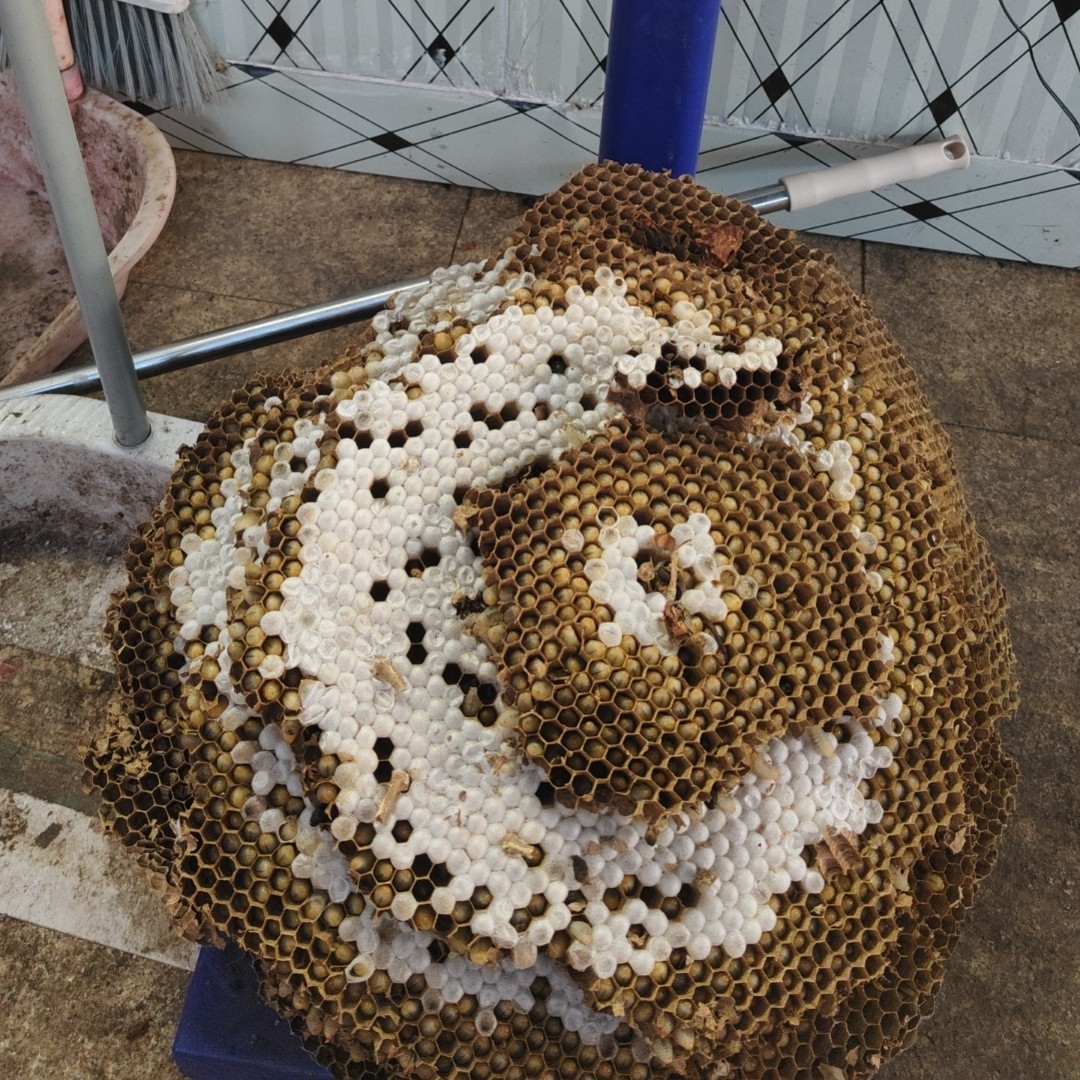 新鲜树蜂黄脚蜂/七里蜂带壳蜂蛹直播间实物一单一拍