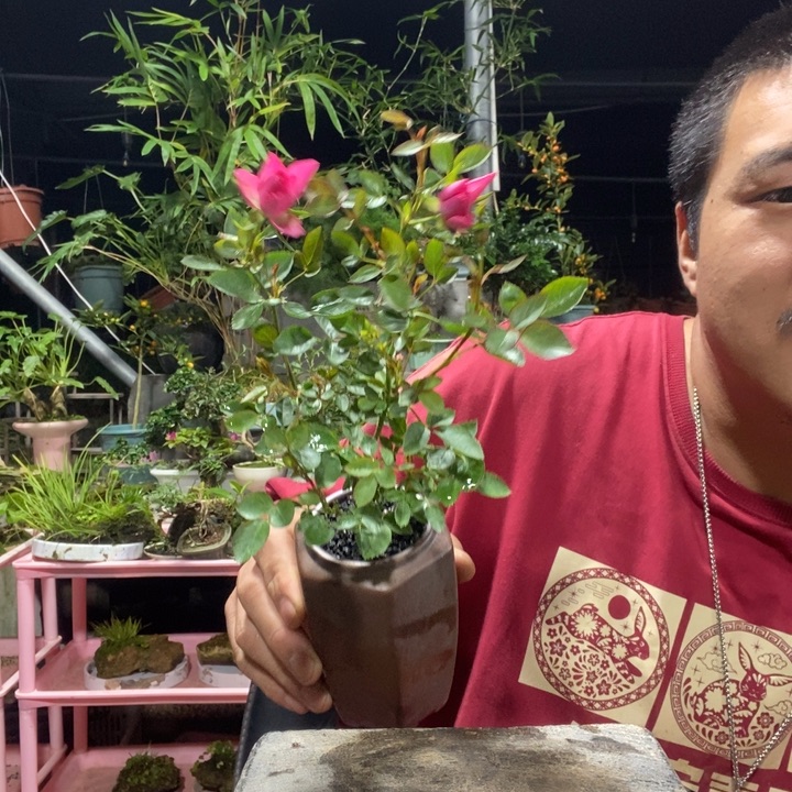 安***丘以实际为准盆景盆栽绿植15