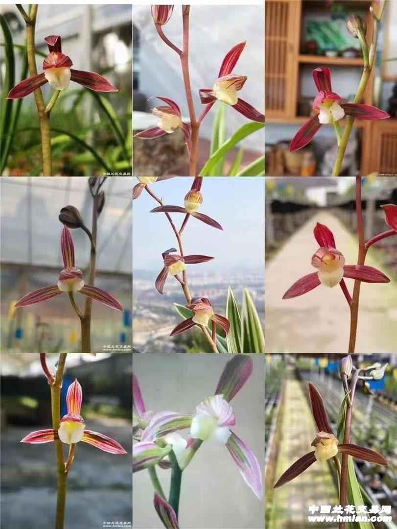 墨兰 千变万化 双美人