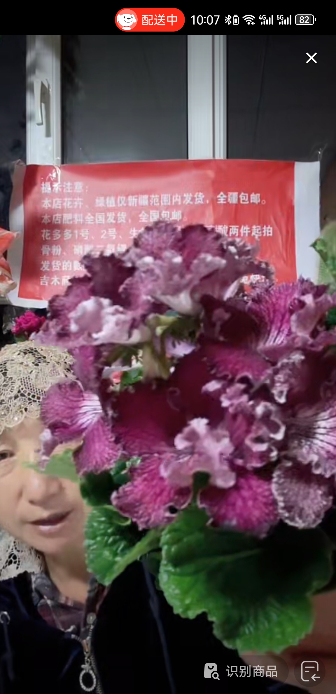 牡丹色景兰一盆包邮到家