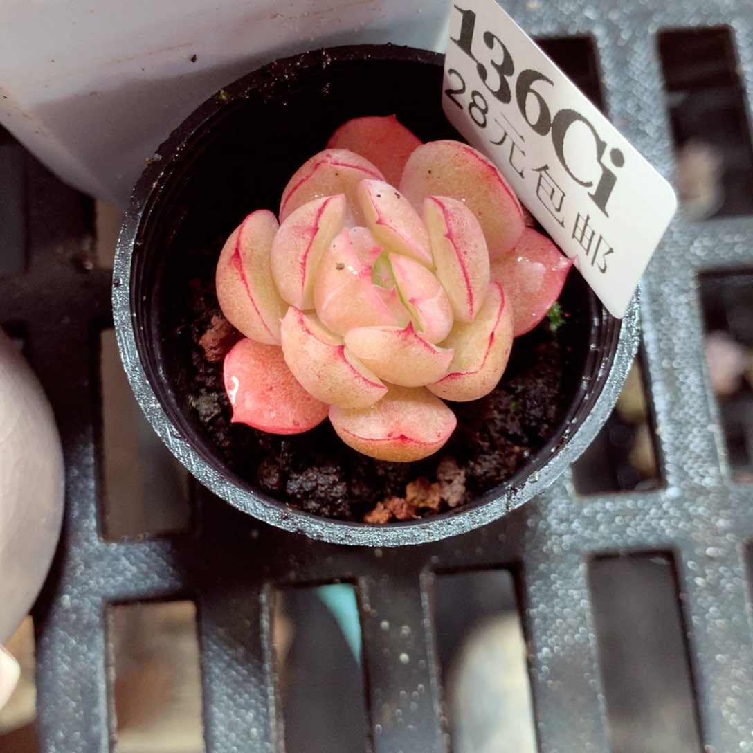 5厘米盆精控多肉136