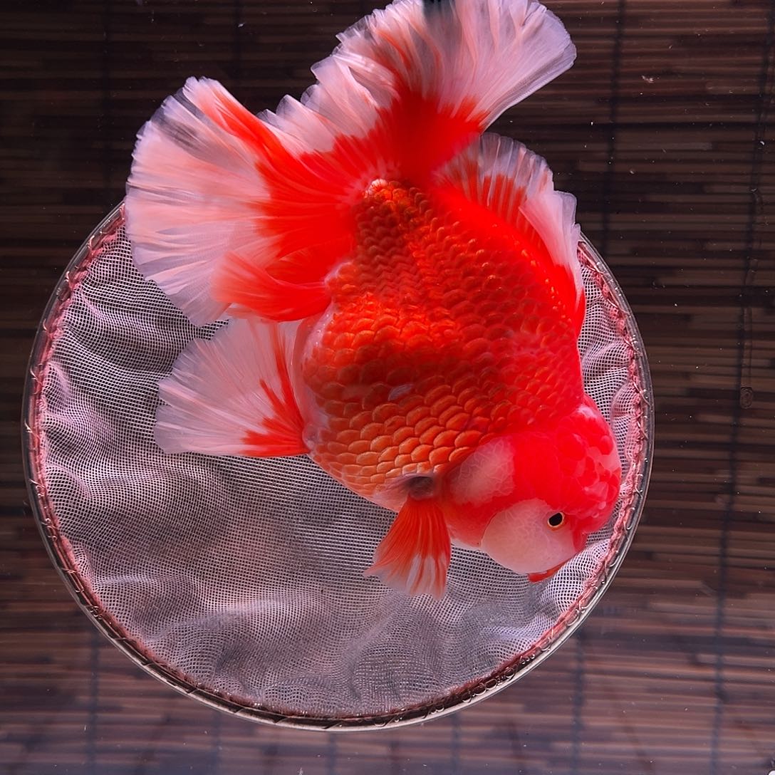 金鱼百褶泰狮冷水金鱼