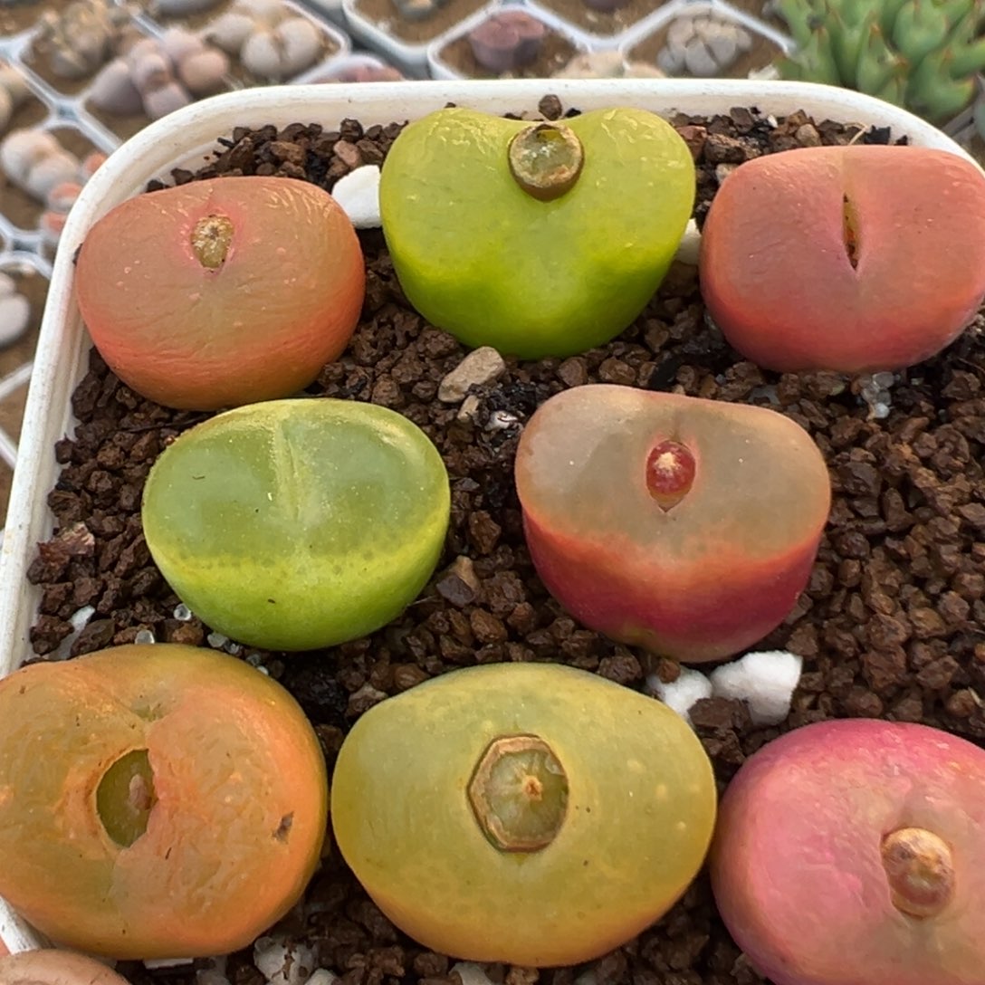 安***妮36多肉植物百科植物