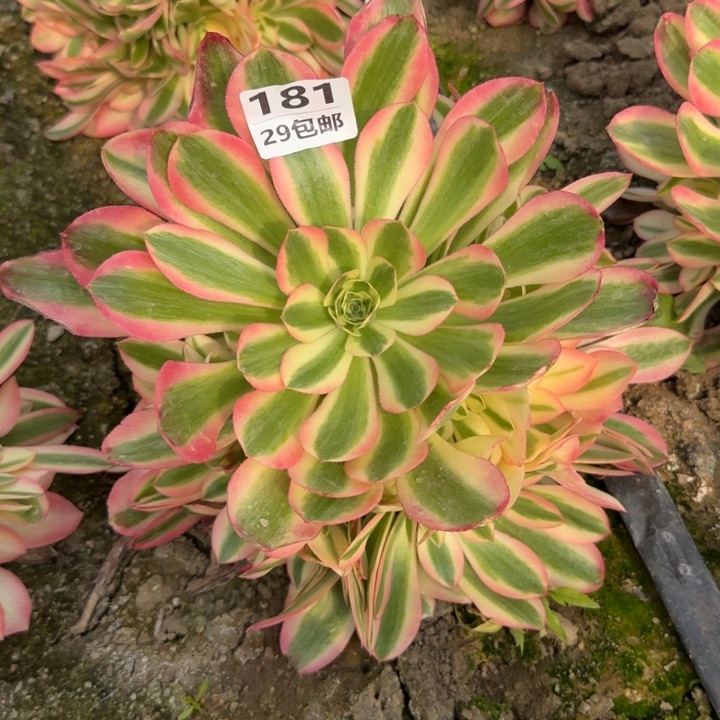 女巫……多肉植物……