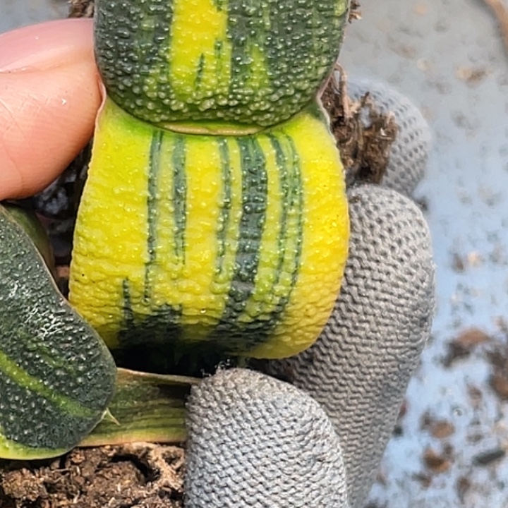 w***m客户专拍一物一拍