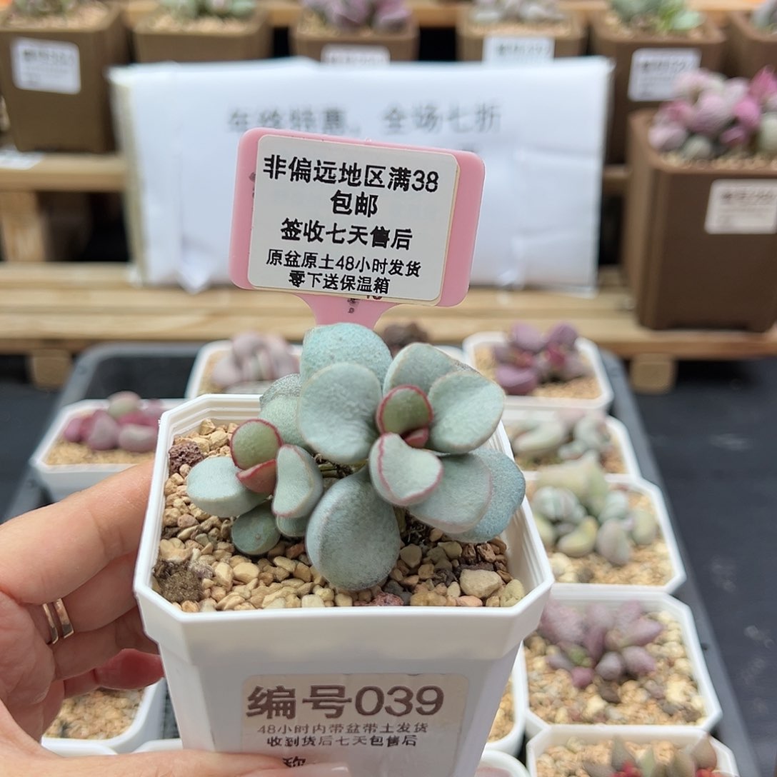 039白雪公主多肉植物