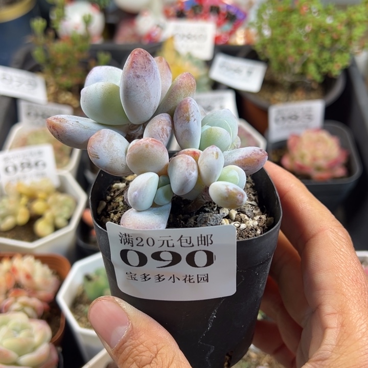 雪美人5头一物一拍多肉满20包邮