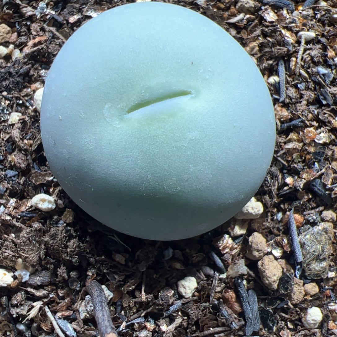 【闪购商品】59 鸽子蛋