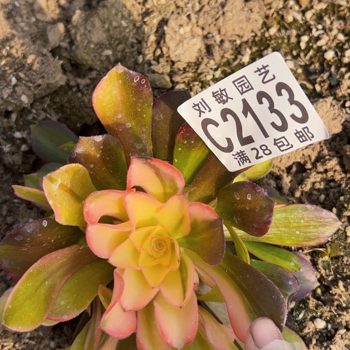 2133流星yu雨多肉植物法师