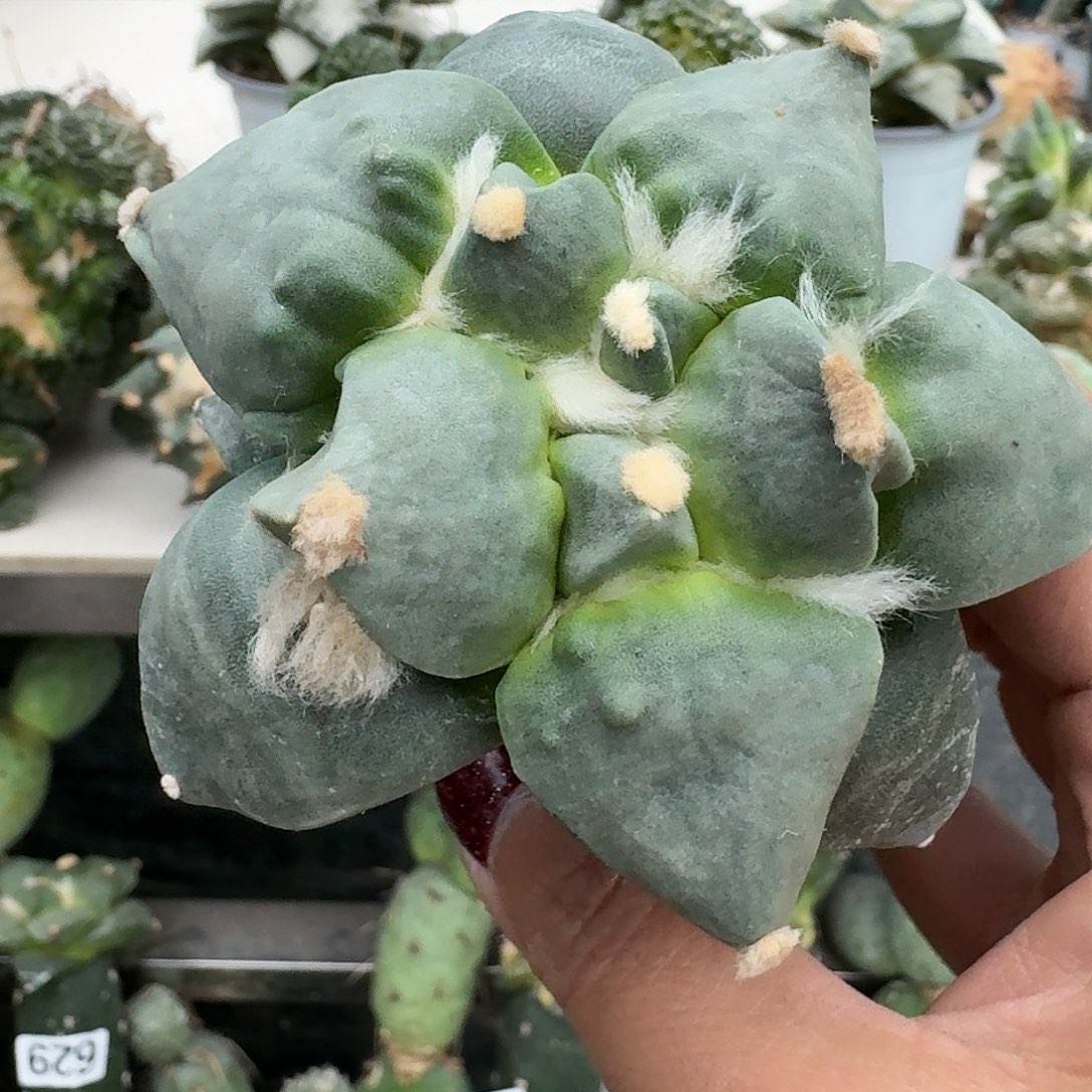 【闪购商品】无花朵秋*兔丸尤怒611