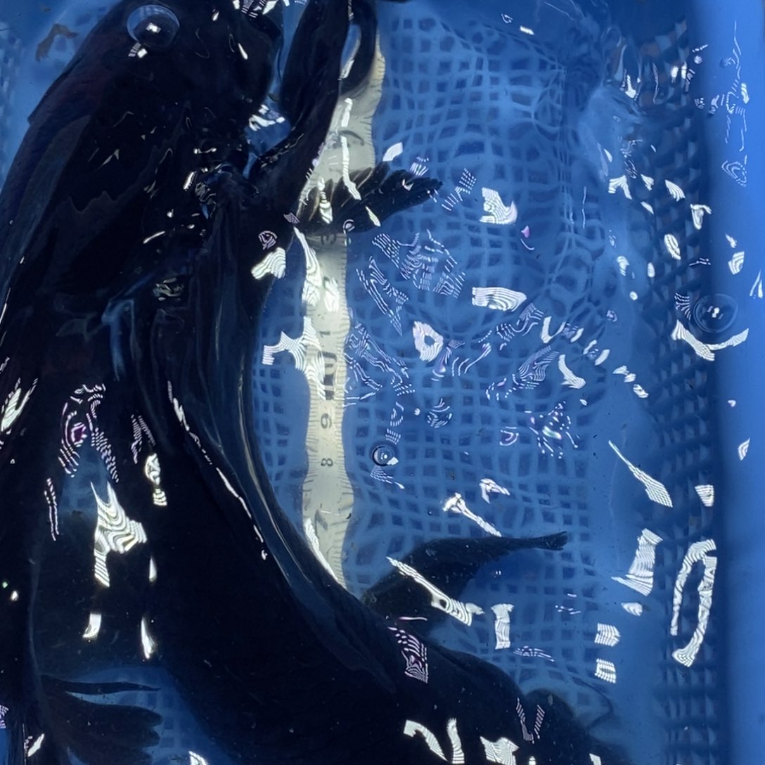 锦鲤冷水锦鲤包邮