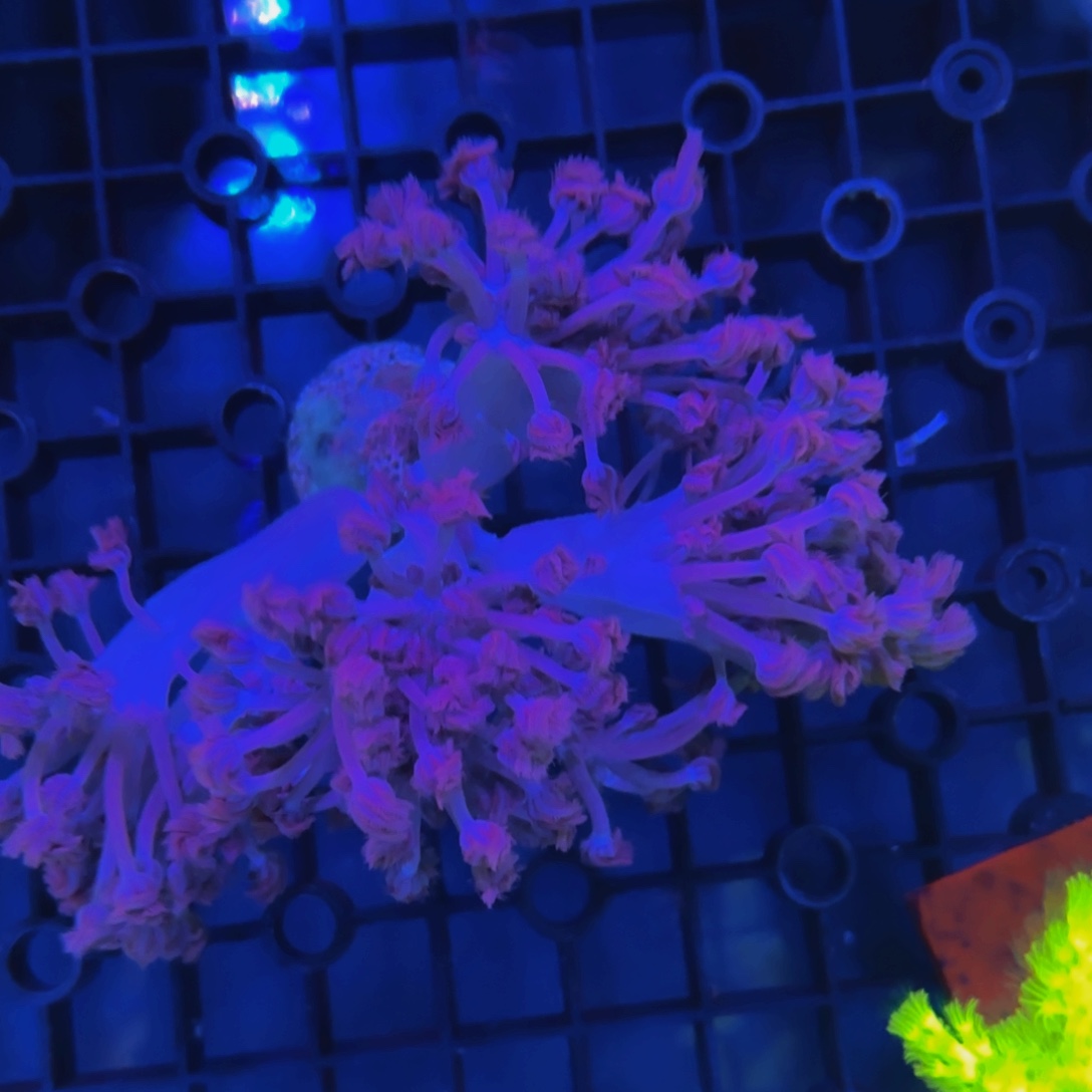 纽扣珊瑚加勒比闪千手