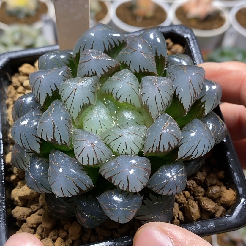 【闪购商品】136大窗潘灯