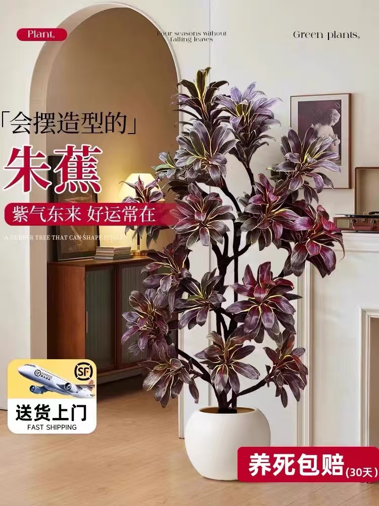 大型绿植娃娃朱蕉室内盆栽植物紫气东来客厅落地办公室四季好养活
