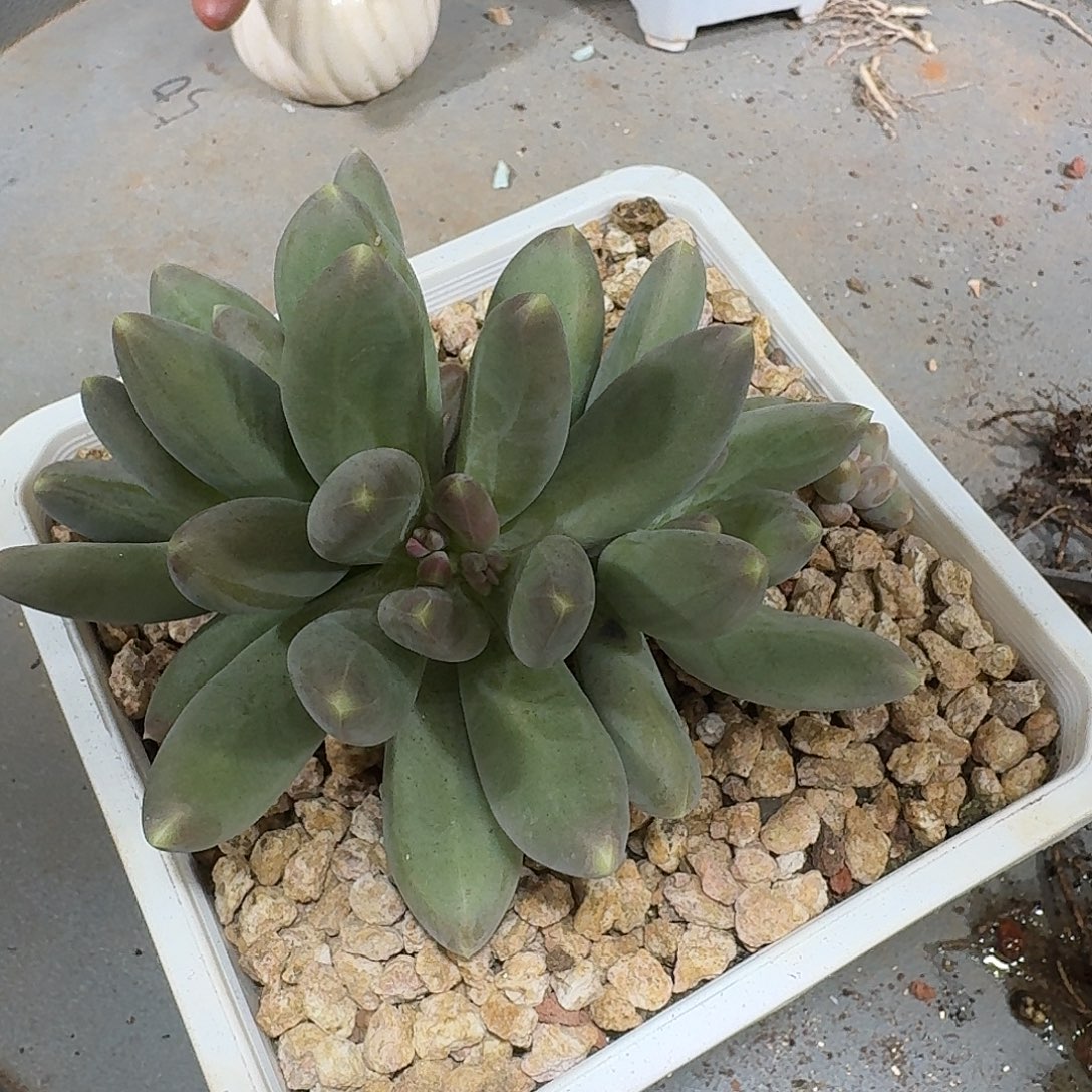 X系列多肉植物一颗