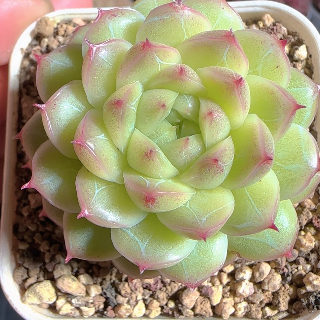 多肉1224-43钻石纹麦秆