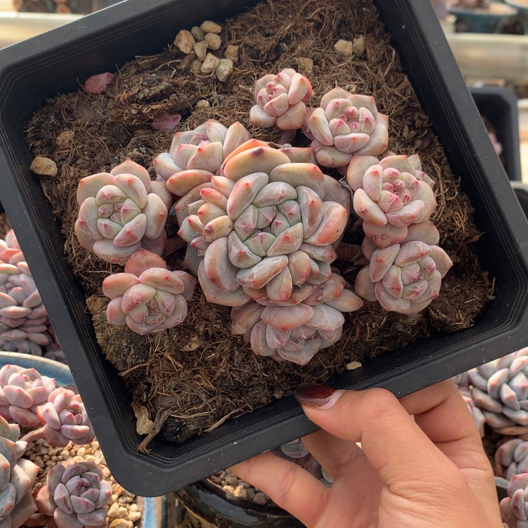 石榴籽无砍花花花花