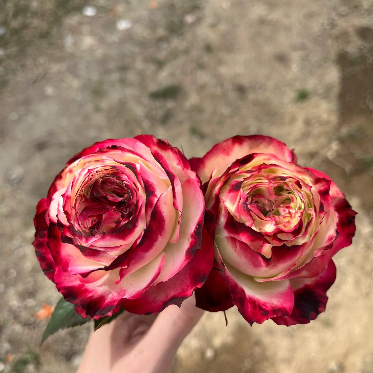 苹果杰克四季开花浓香