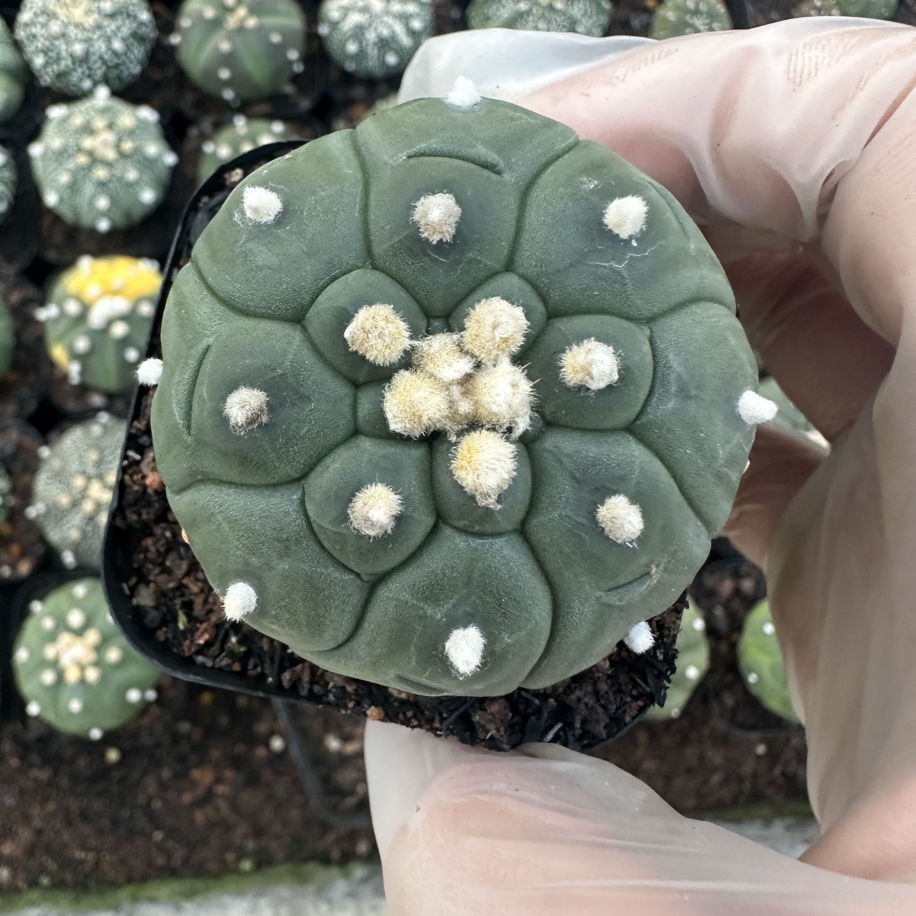 小恩园艺场一物一拍仙人球多肉植物