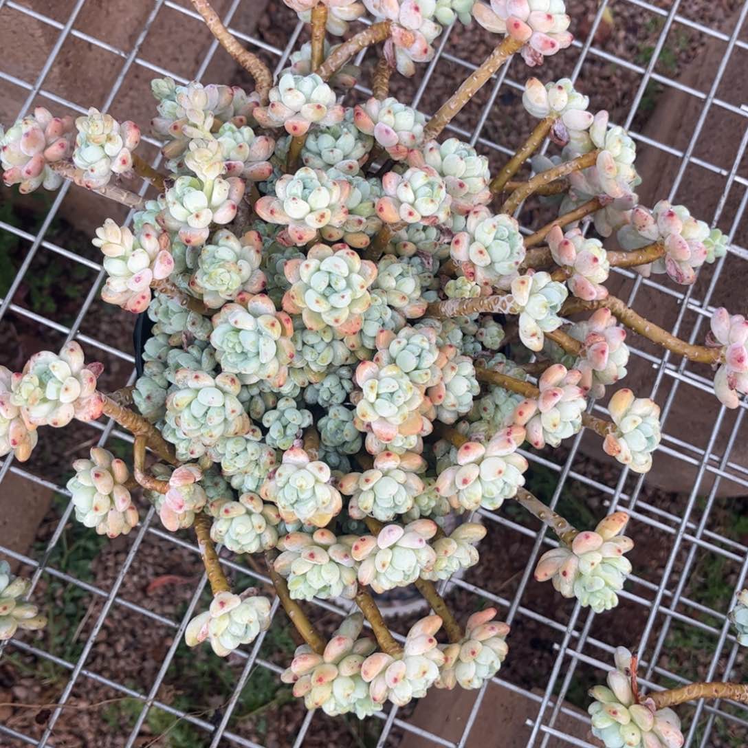 好姑娘多肉，劳尔