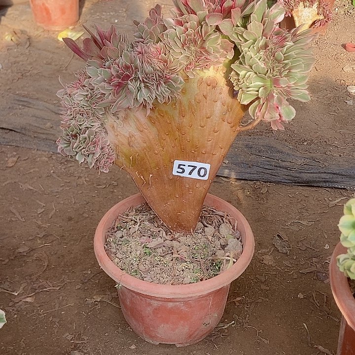 570粉女妖缀化老板子法师