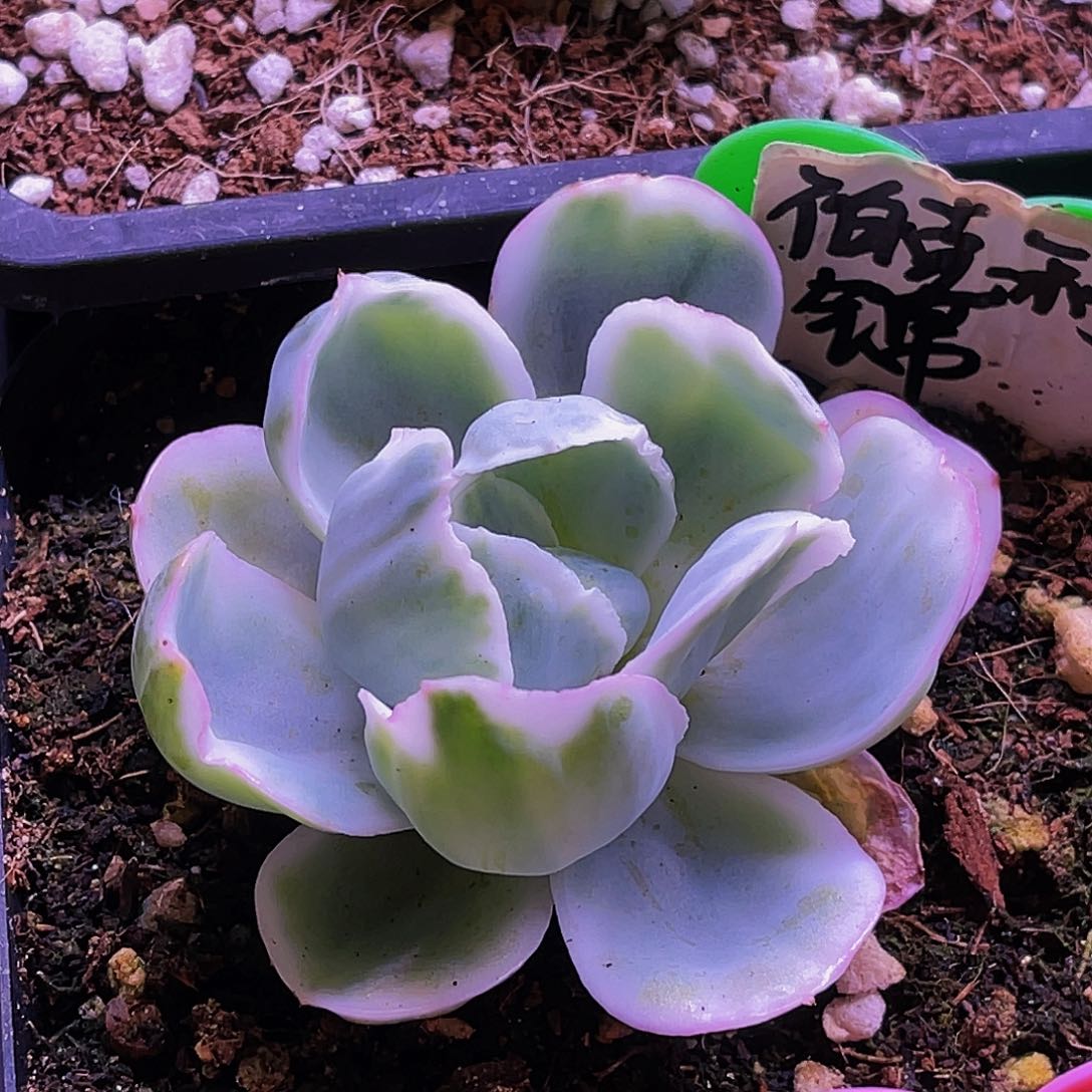 伯克利锦 非偏远包邮 多肉