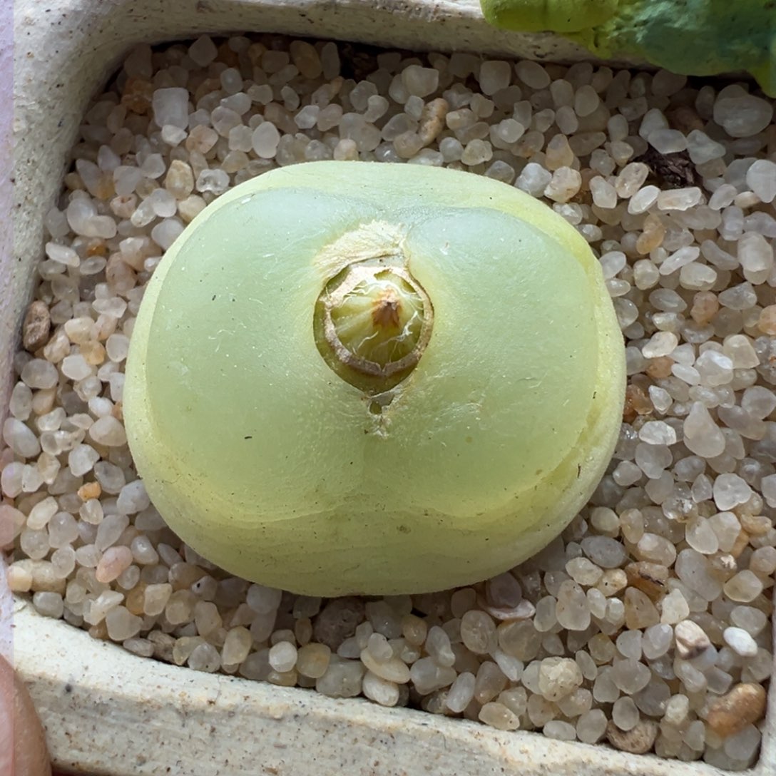 222优选1200拉登六年半一颗