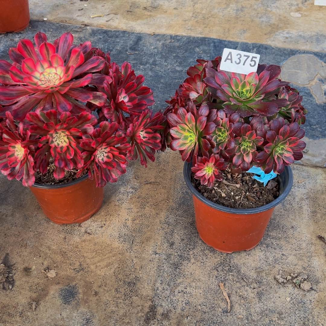 猫***.无花朵安娜红铜白375