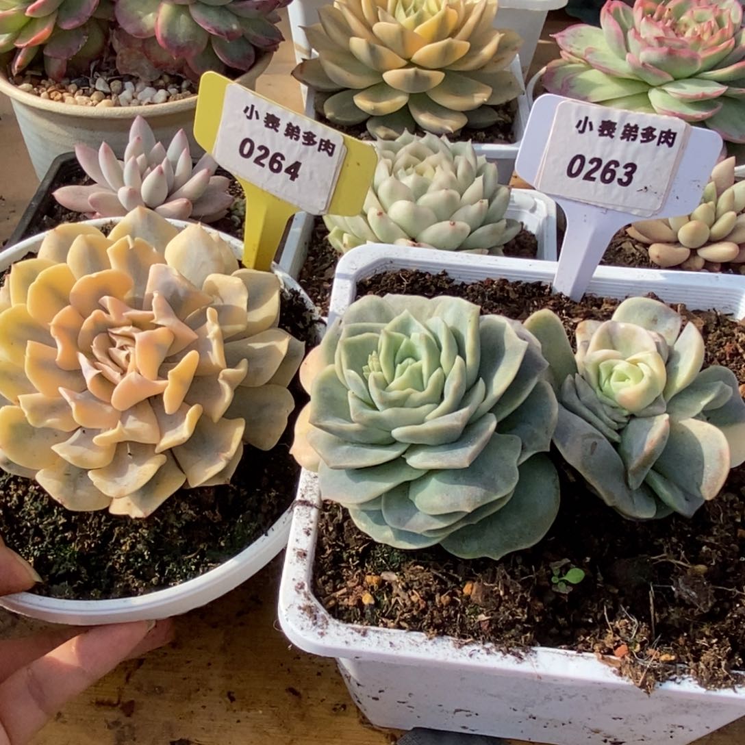 263-264可爱玫瑰-利比里亚锦锦锦锦