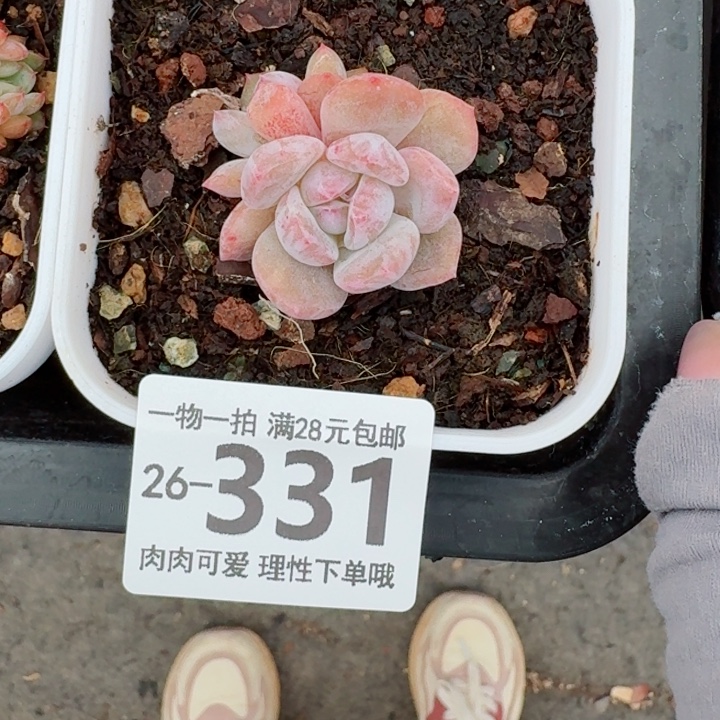 石化橙梦露无盆土发货多