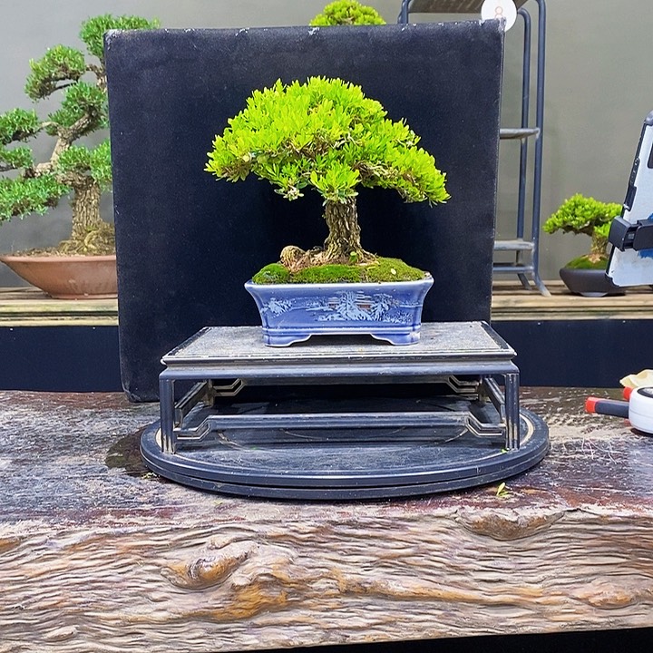 无花朵黄杨盆景四季常青