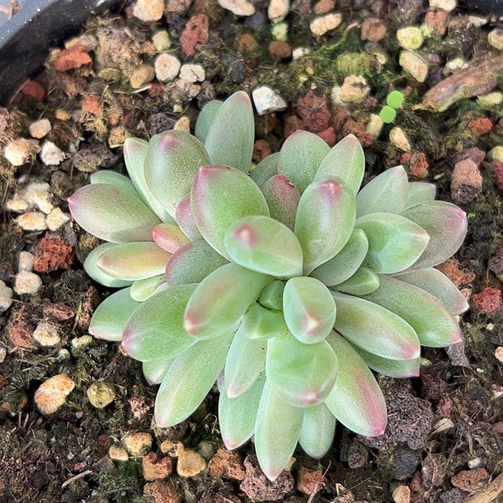 卡布其诺优选个体美人特价