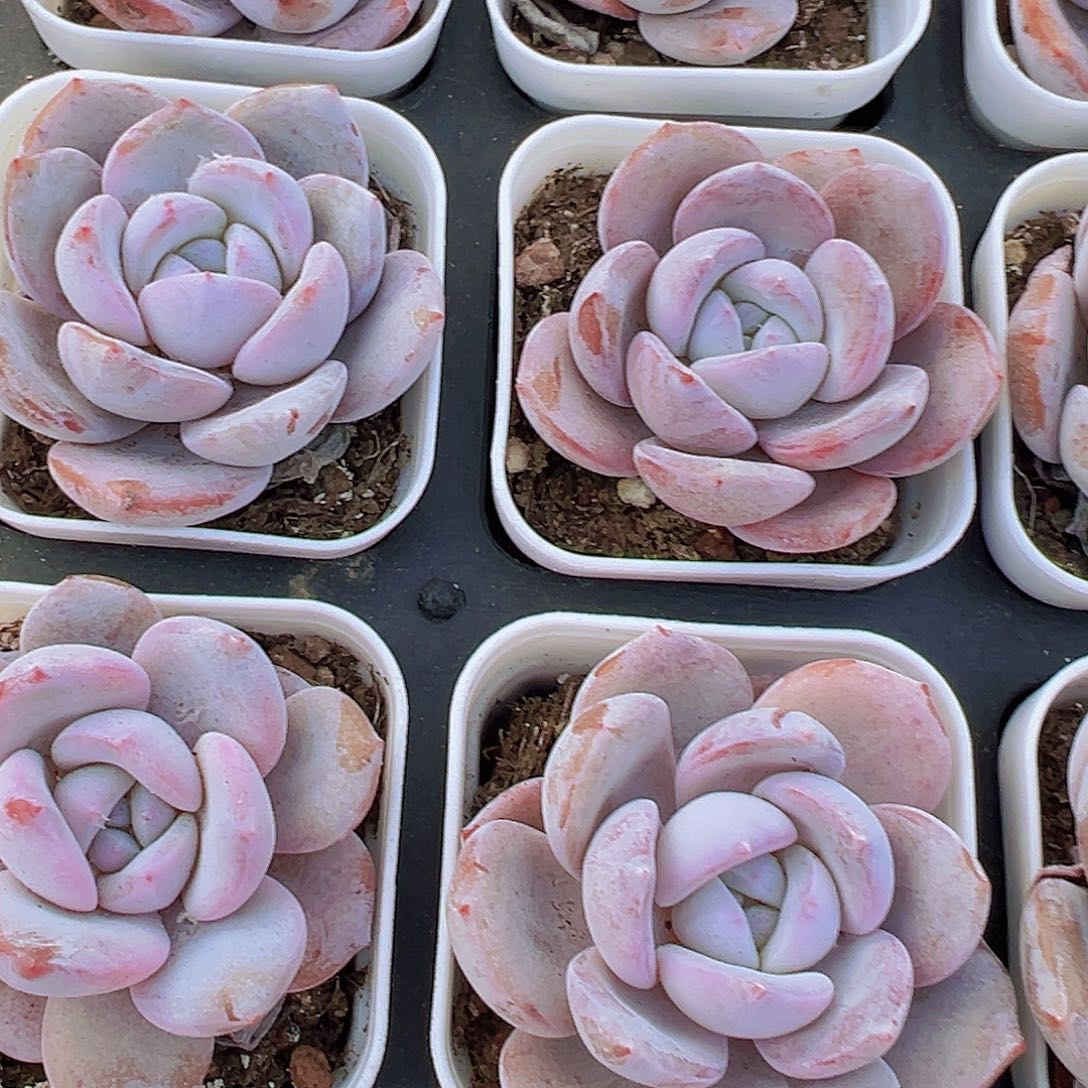 5.5盆韩版奶茶2颗多肉