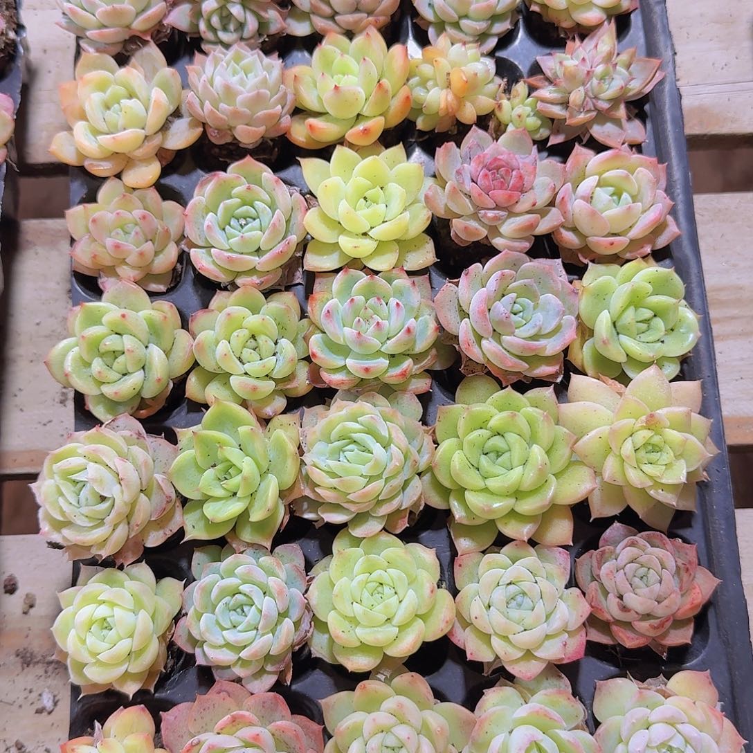 直播福利一物一拍164