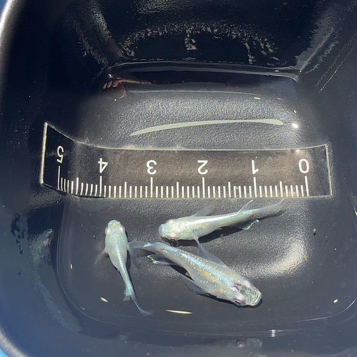 青鳉鱼19号拍品银球