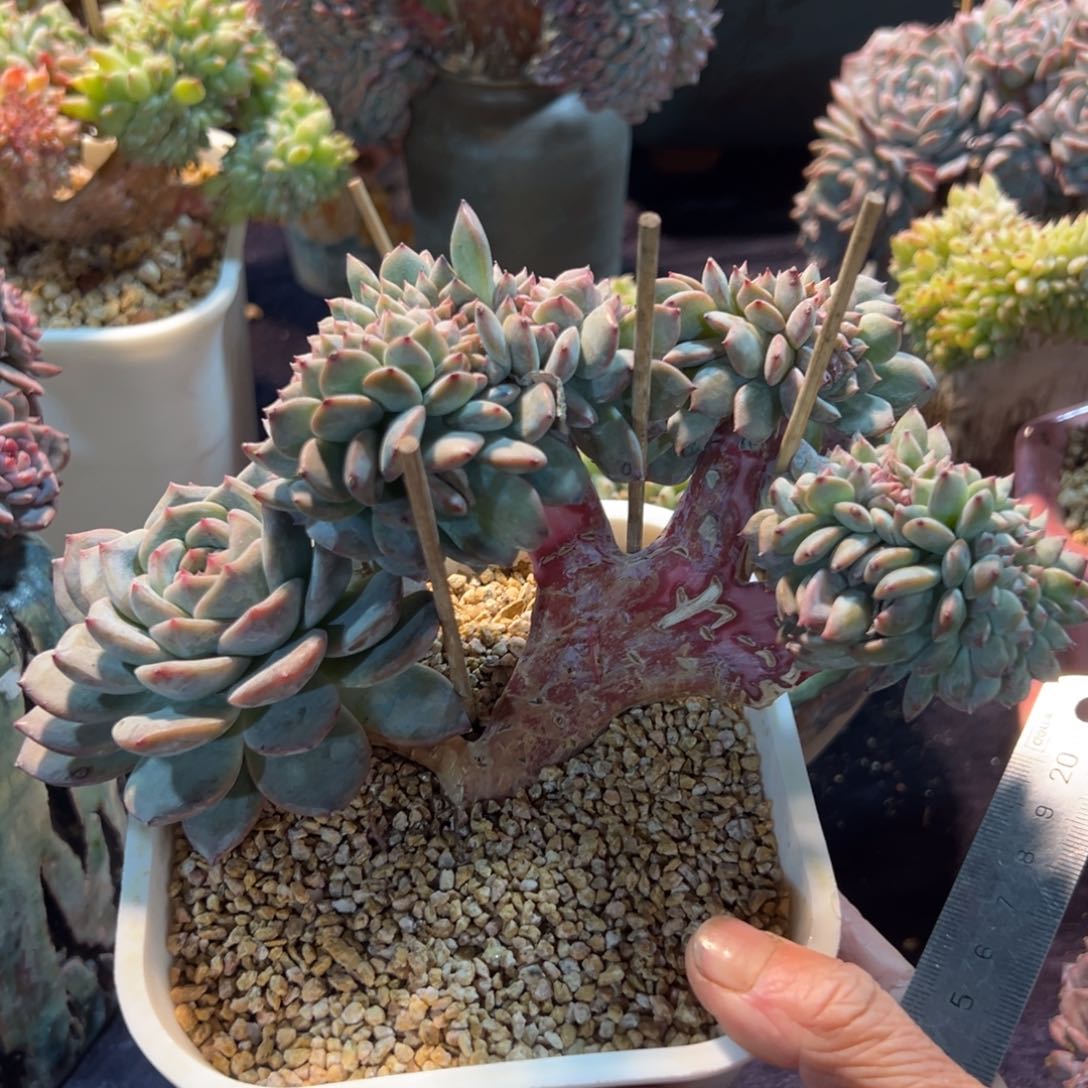 阳*?新年快乐啊宝宝们88888888888