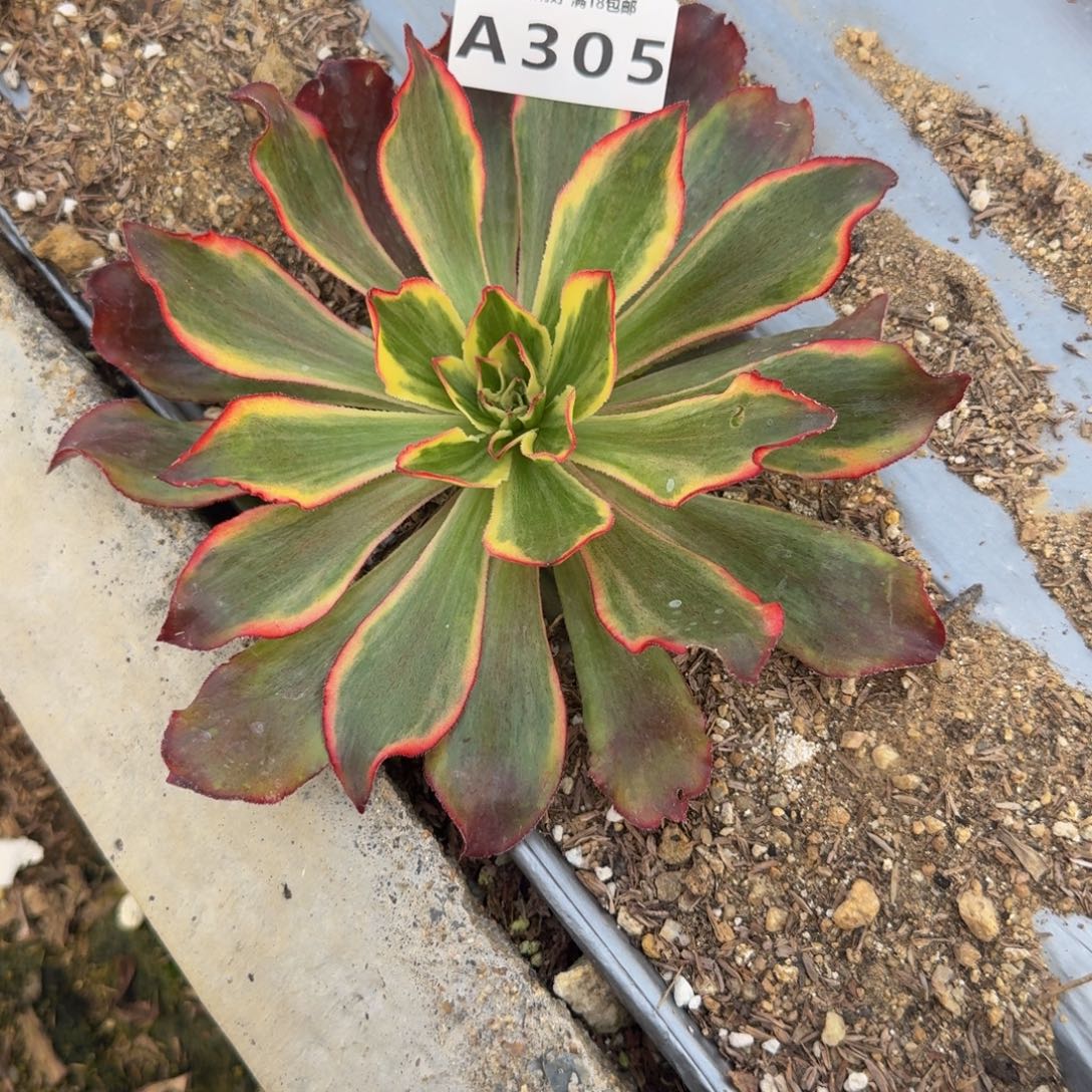 305魅影。多肉植物