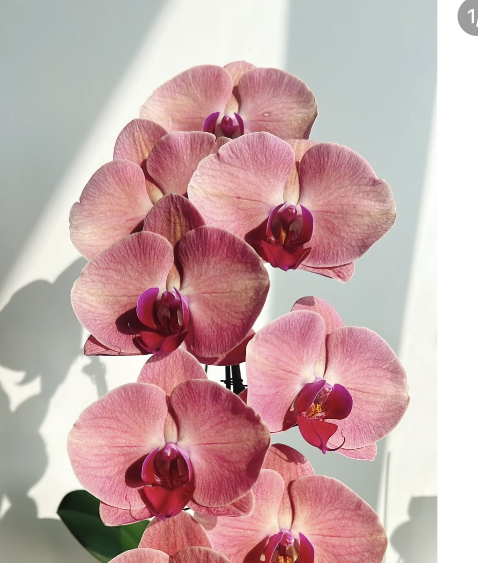 【花间集】欣欣向荣蝴蝶兰3.5寸杯爆根成熟超大苗不带剑新手推荐