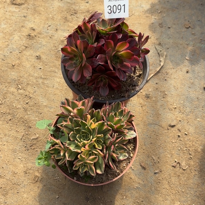 2颗多肉法师3091