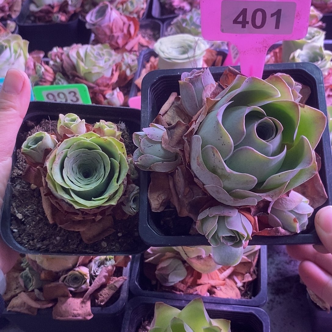 yjj401yjj423两个组合玫瑰