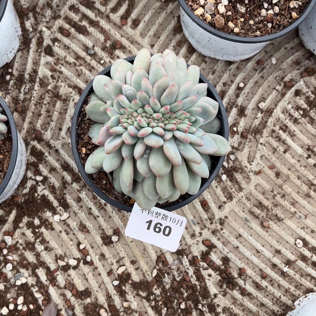 阿雅园艺。        160凌雪缀