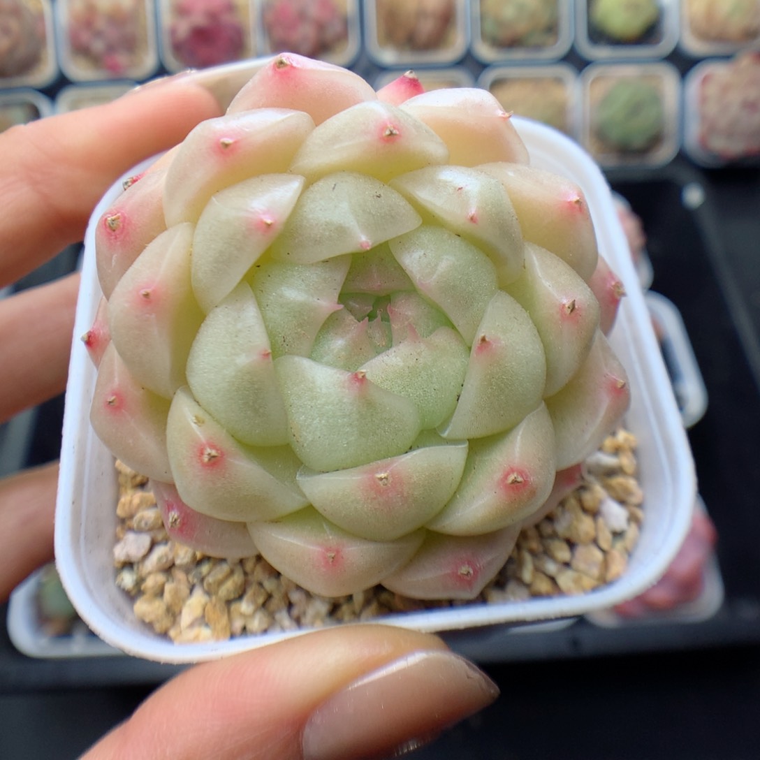 多肉植物。 麦秆6