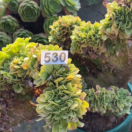 多肉植物一个琉璃530