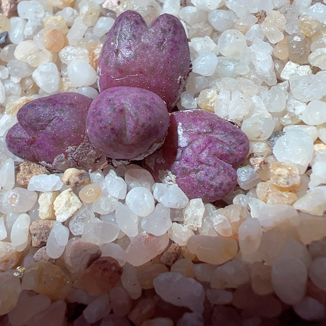 1224-413多肉多日