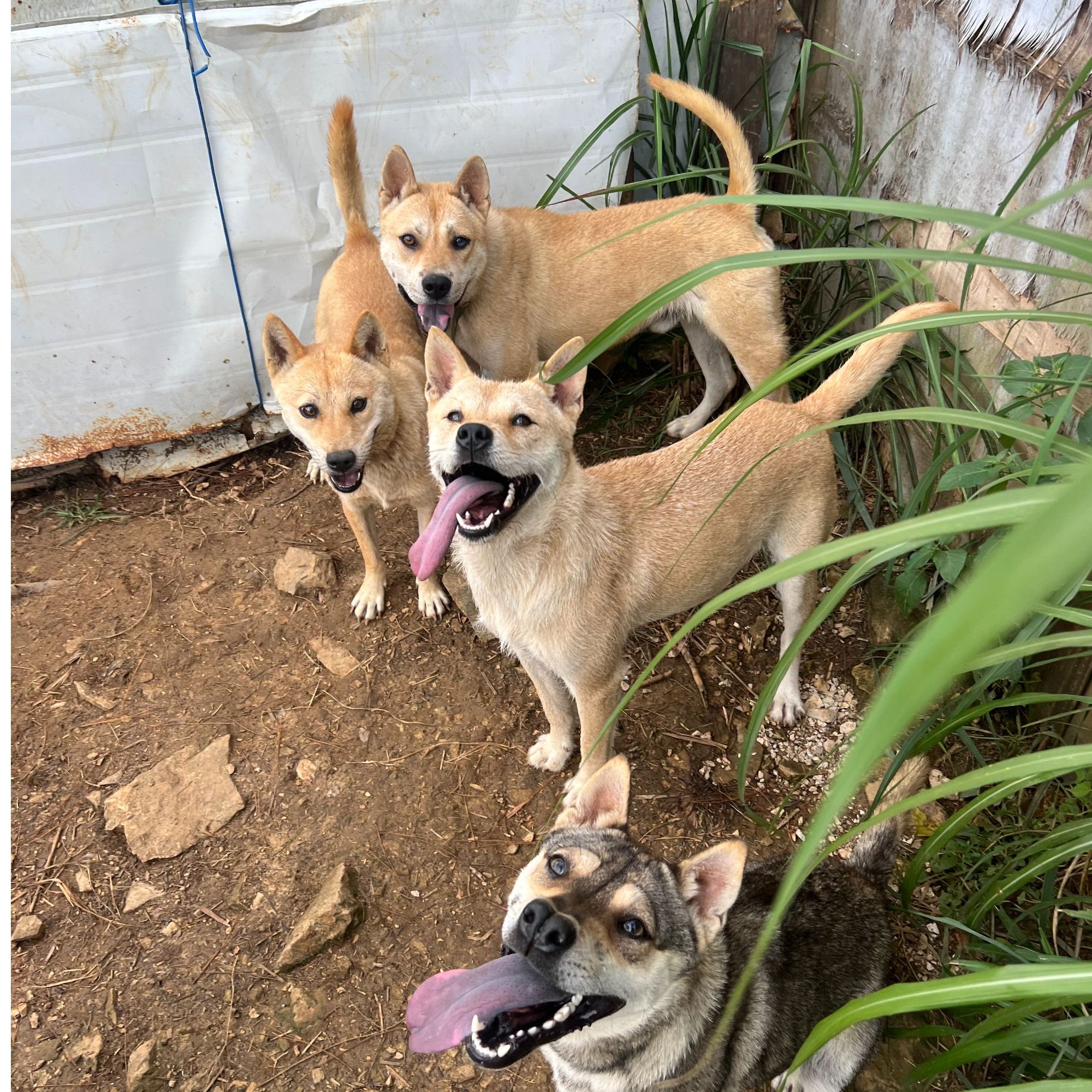 乡村流浪汉狗狗中华活体小狗宠物狗土狗