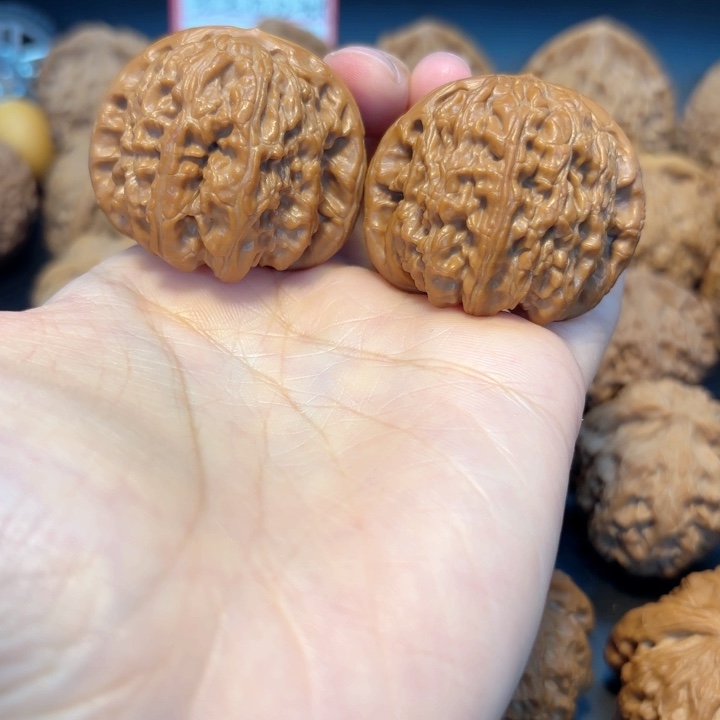 41白狮子有修打底白狮子