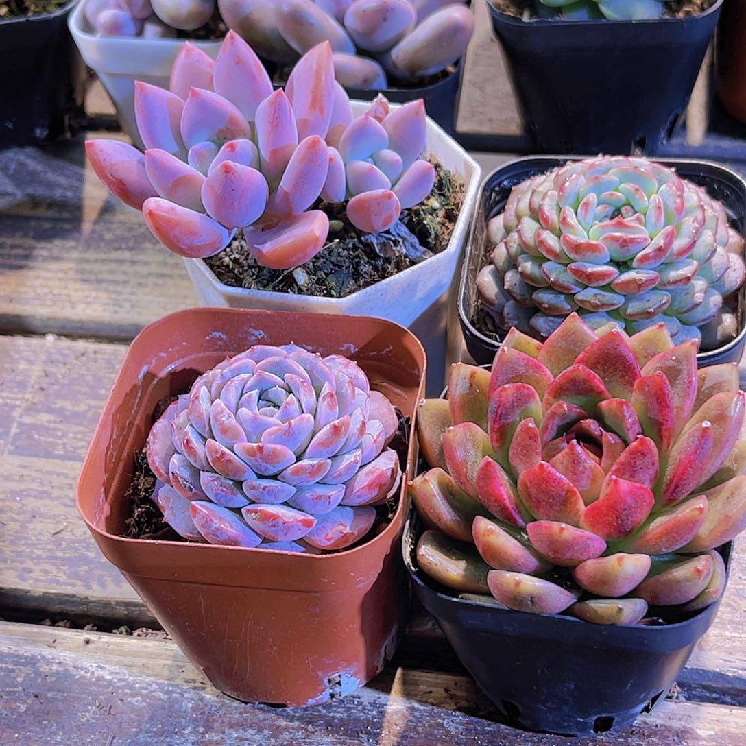 奥普。白胖。恩宠。黑玫瑰