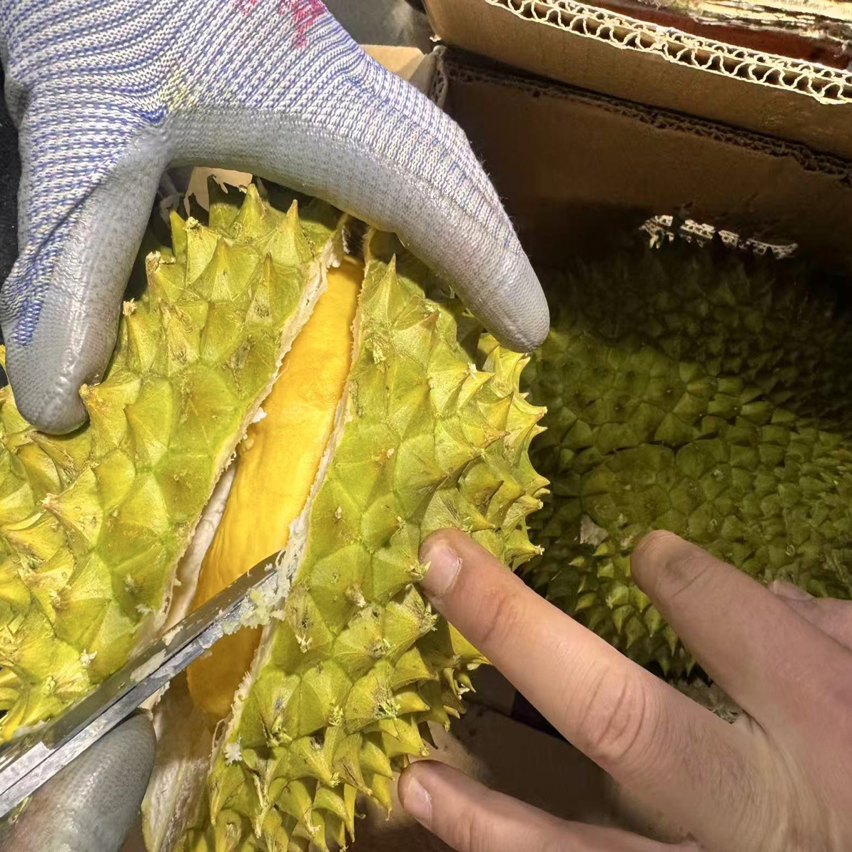 干尧榴莲 熟度刚刚好保5房5～6斤  128元/个 熟度好核大 新鲜榴莲干尧泰国